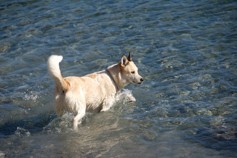 Mollie in Canmore